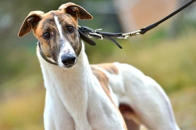 A greyhound dog on a lead, shown in a close-up outdoor photo.
